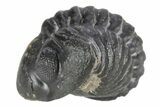 Reedops Trilobite - Atchana, Morocco #252634-2